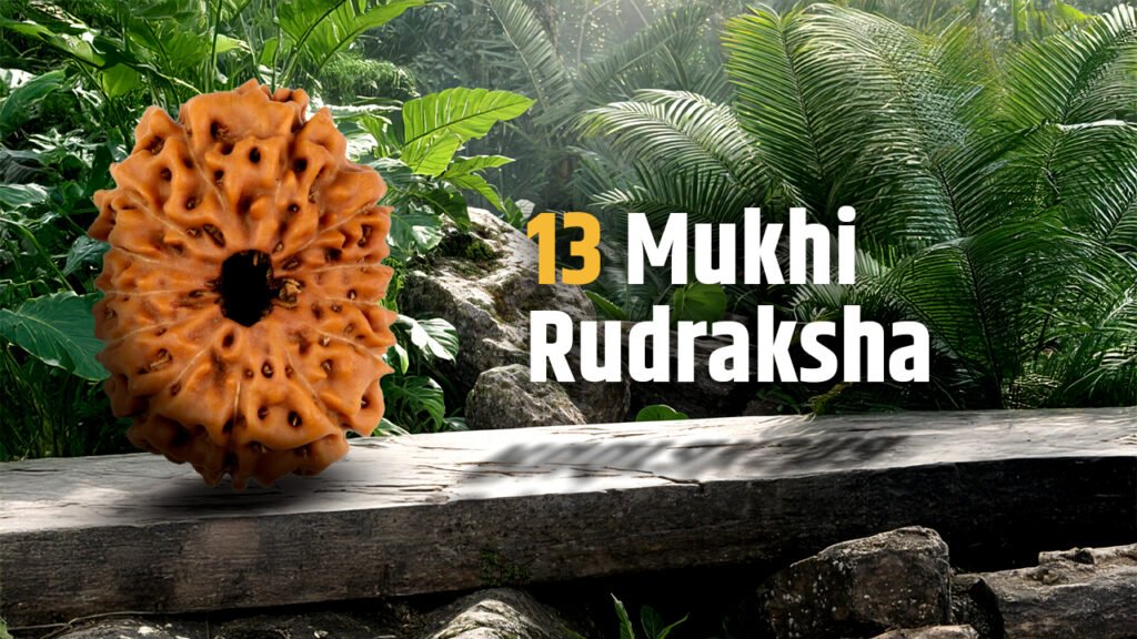 13 Mukhi Rudraksha