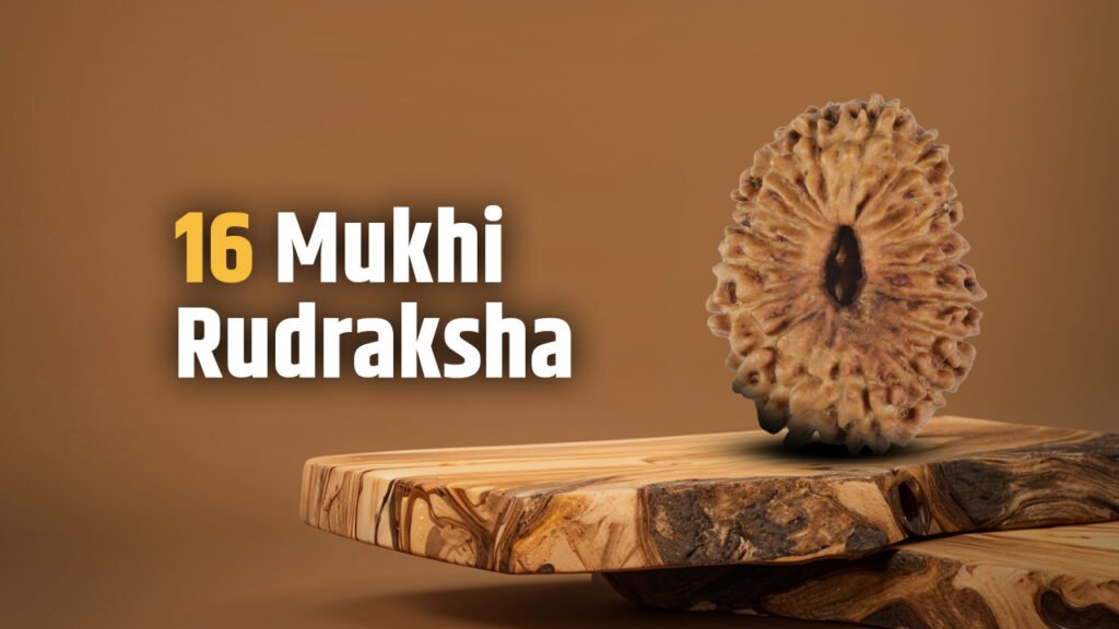 16 Mukhi Rudraksha