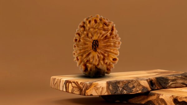 16 Mukhi Rudraksha 