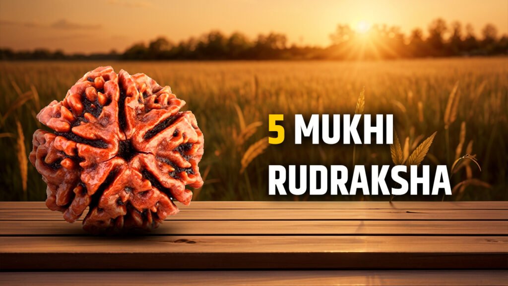 5 Mukhi Rudraksha