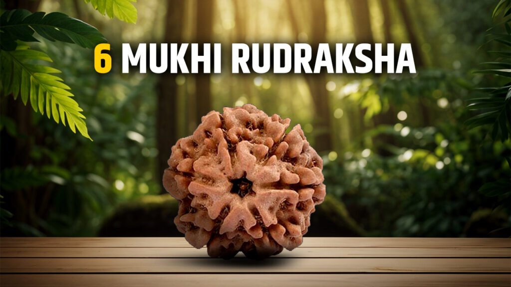 6 Mukhi Rudraksha