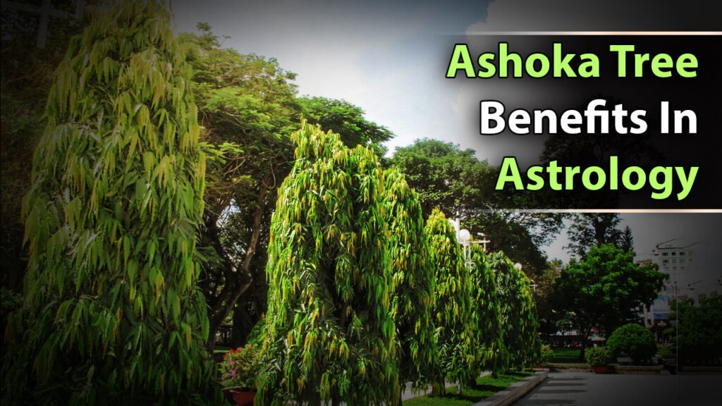 Ashoka Tree Benefits In Astrology