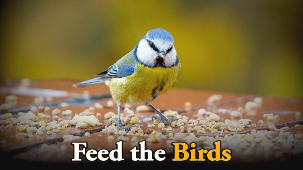 Feed the Birds