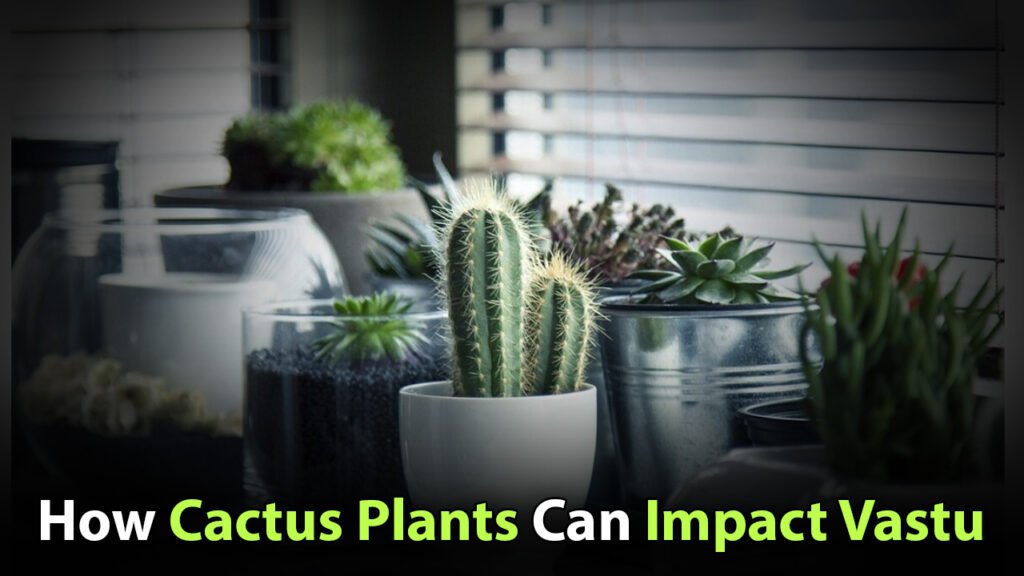 How Cactus Plants Can Impact Vastu