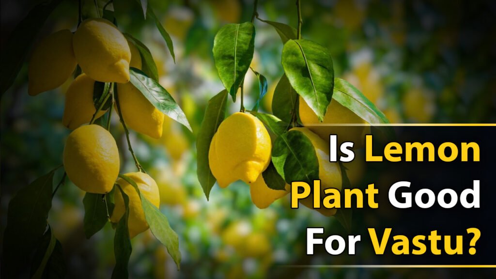 Is Lemon Plant Good For Vastu