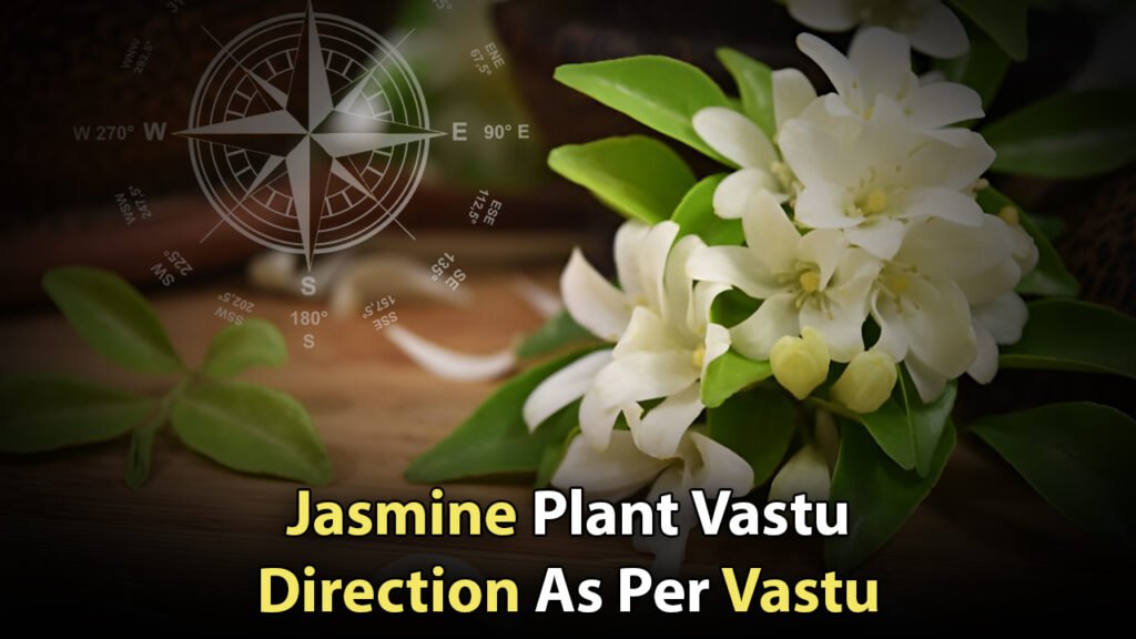 Jasmine Plant Vastu Direction As Per Vastu