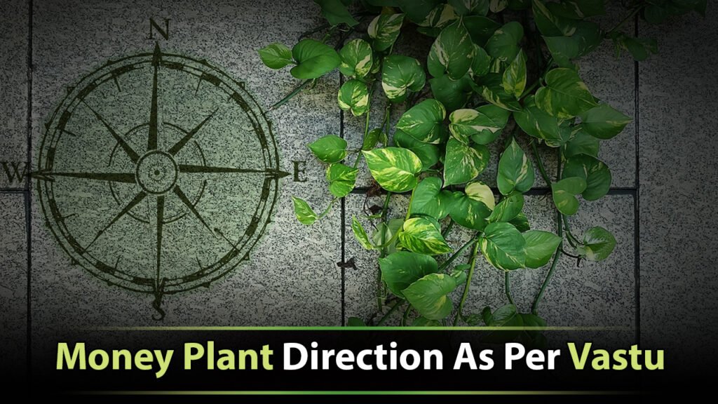 Money Plant Direction As Per Vastu