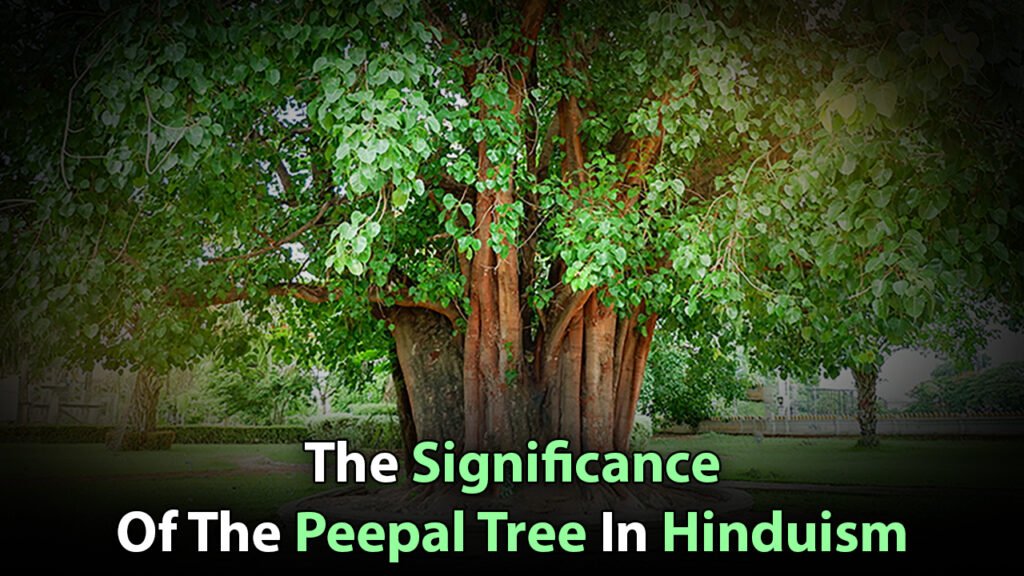 The Significance Of The Peepal Tree In Hinduism