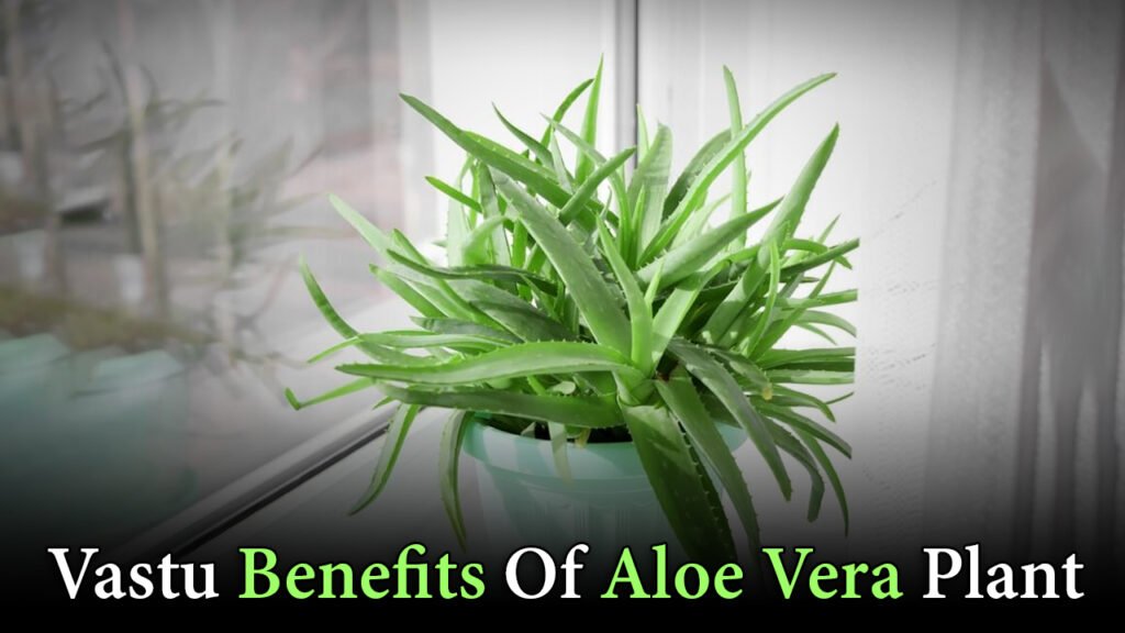 Vastu Benefits Of Aloe Vera Plant