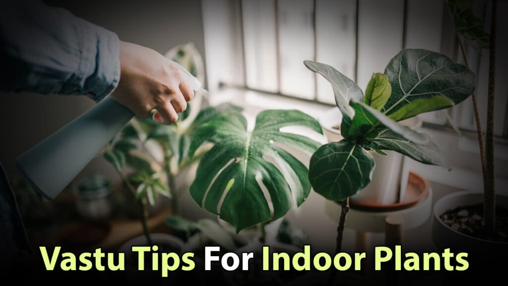 Vastu Tips For Indoor Plants